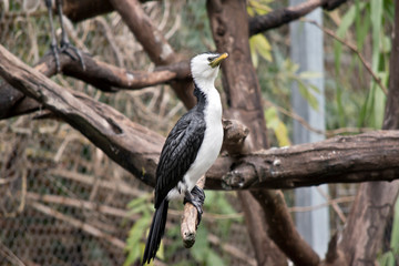 the pied cormorant is perched on a branch