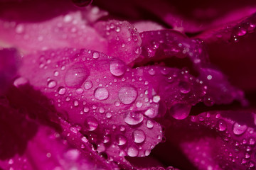 Close-up of pink peony petals with water drops. Peony flowers with macro dew. Variety Is Sarah Bernhardt