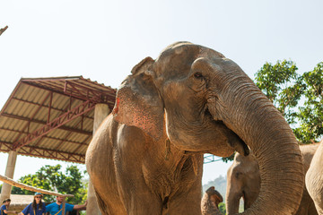 Naklejka na ściany i meble Elephants in Chiang Mai's Elephant Nature Park, Thailand