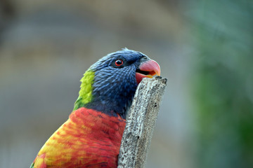 this is a side view of a rainbow lorikeet