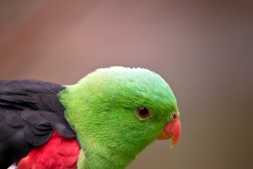 this is a side view of a red winged parrots