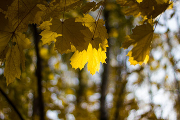 Colorful yellow maple leaves on the tree in autumn. Crown maple on a background of sun rays in autumn. Autumn foliage close-up bokeh.