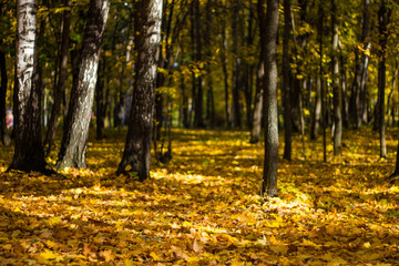 Fototapeta premium Beautiful autumn leaves on the forest floor and yellowed trees in a colorful grove. Autumn landscape yellow-orange trees with black trunks