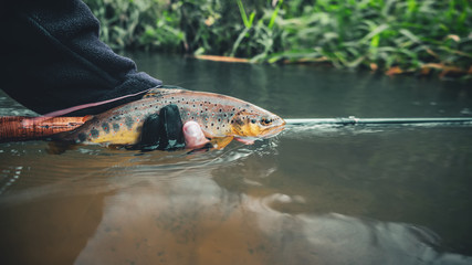 The fisherman releases the caught fish. Trout fishing.