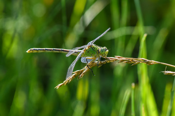 Allphotokz Dragonfly 20190722 0099 D810