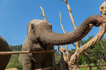 Obraz premium Elephants in Chiang Mai's Elephant Nature Park, Thailand