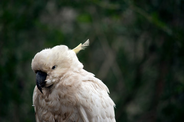 this is a side view of a Sulphur crested cockatoo