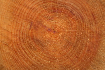 Closeup to texture of tree stump.