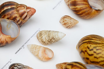Conch snails under glass with labels.