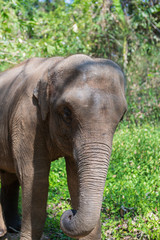 Fototapeta premium Elephants in Chiang Mai's Elephant Nature Park, Thailand