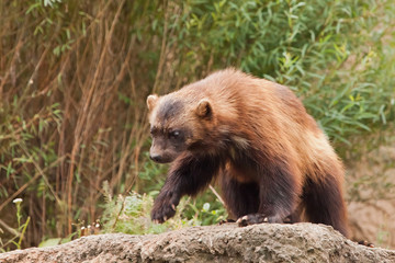 Walking. beautiful wolverine with shiny fur on a rock on a background of green thickets of grass,