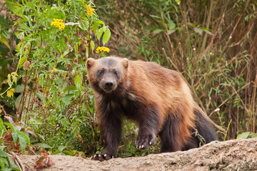 Wary, looking at you. beautiful wolverine with shiny fur on a rock on a background of green...