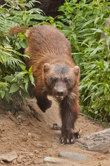 Wolverine quickly jumps out (runs out) from the green thickets of grass, close-up speed of the...