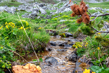 small stream in the mountain