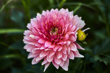 Obraz premium Pink dahlia with green bud