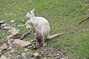 an albino western kangaroo with her brown joey