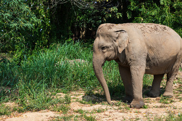 Naklejka premium Elephants in Chiang Mai's Elephant Nature Park, Thailand