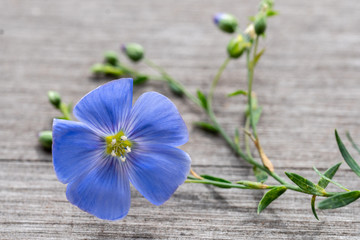 Flower of flax