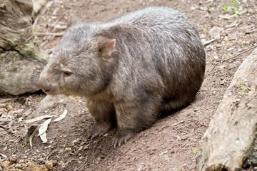 this is a common wombat