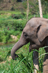 Elephants in Chiang Mai's Elephant Nature Park, Thailand