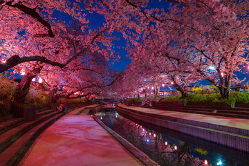 夜桜提灯ライトアップ　元荒川の桜並木　埼玉県鴻巣市