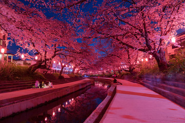 夜桜提灯ライトアップ　元荒川の桜並木　埼玉県鴻巣市