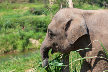 Naklejka premium Elephants in Chiang Mai's Elephant Nature Park, Thailand