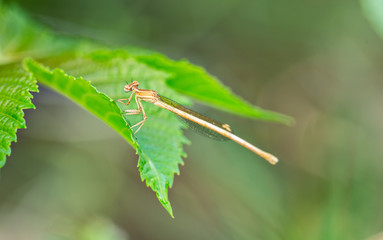  Common bluetail damselfly macro background