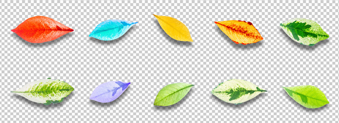 Obraz premium Leaves Collection set High resolution this have clipping path.