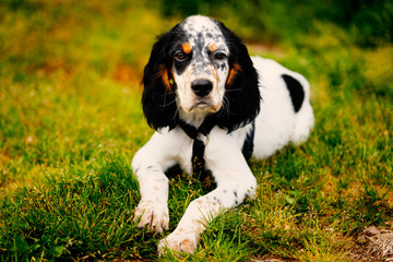 spaniel