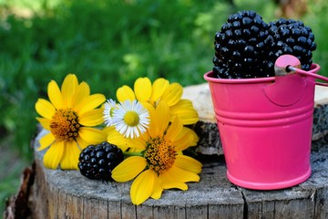 The blackberry is an edible fruit produced by many species in the genus Rubus in the family Rosaceae