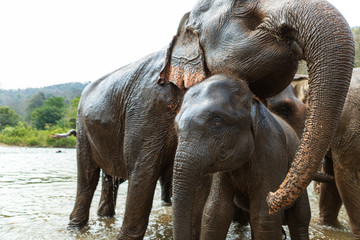 Fototapeta premium Elephants in Chiang Mai's Elephant Nature Park, Thailand