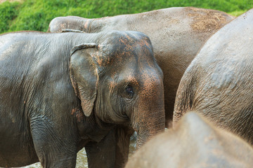 Fototapeta premium Elephants in Chiang Mai's Elephant Nature Park, Thailand