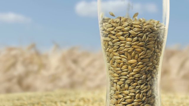Close-up of a beer glass in which high-quality malt is poured on a blurred background of blue sky and field