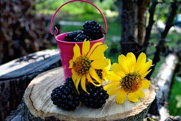 The blackberry is an edible fruit produced by many species in the genus Rubus in the family Rosaceae