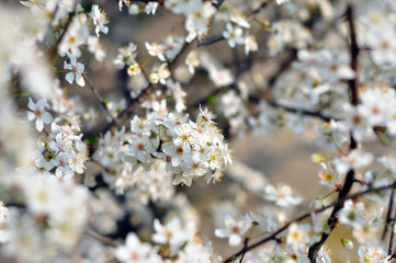 White flowers against a blurred background