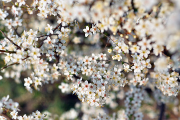 White flowers against a blurred background