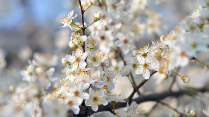 White flowers against a blurred background