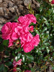 beautiful street roses in a sunny weather