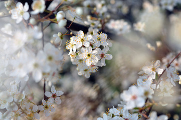 White flowers close up on a blurred background