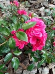 beautiful street roses in a sunny weather