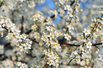 White flowers against a blurred background