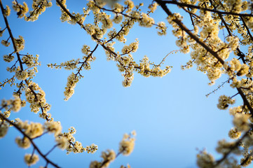 White flowers against a blue background