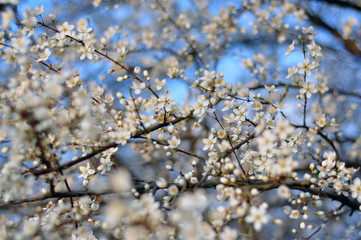 White flowers blooming in the Spring