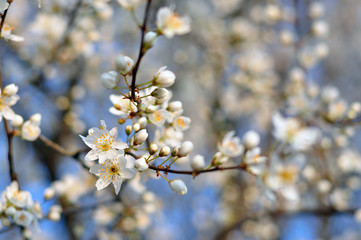 White flowers against a blurred background