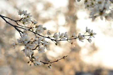 White flowers against a blurred background