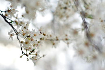 White flowers against a blurred background