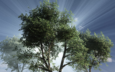 Sunshine filtering through foliage of trees made in 3D Render