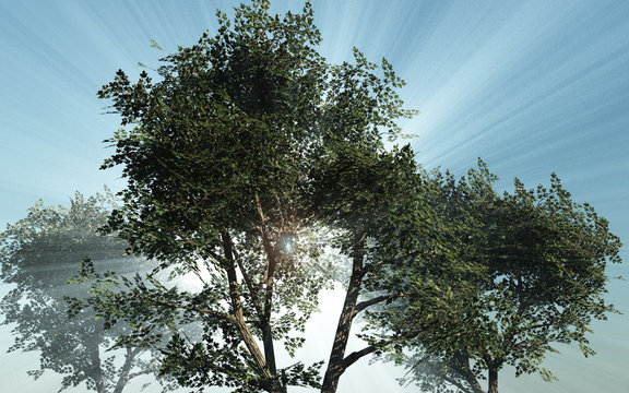 Sunshine filtering through foliage of trees made in 3D Render