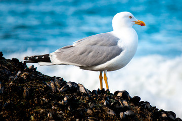 seagull on beach